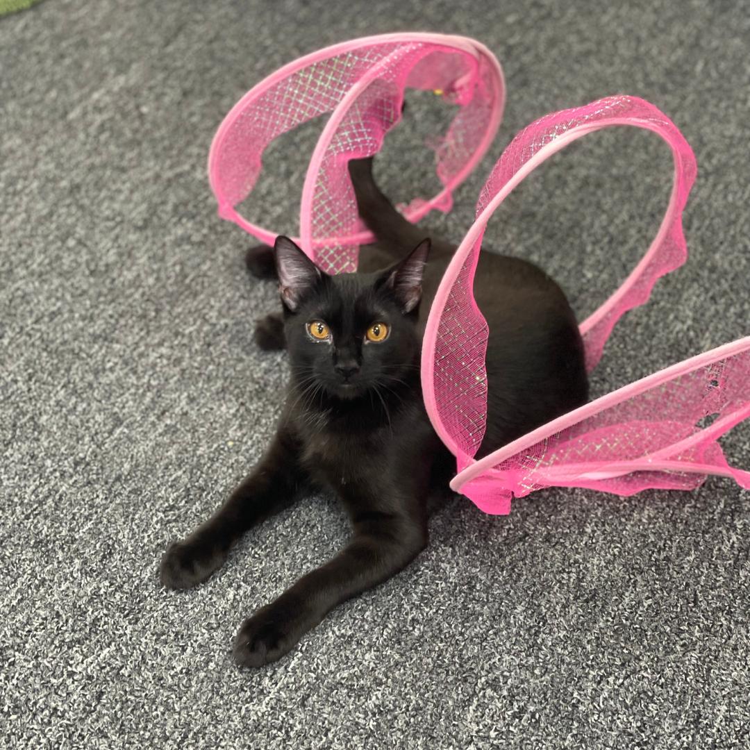 Enlarge Valor, a Adoptable Domestic Short Hair in Morgan Hill, CA image 5/5