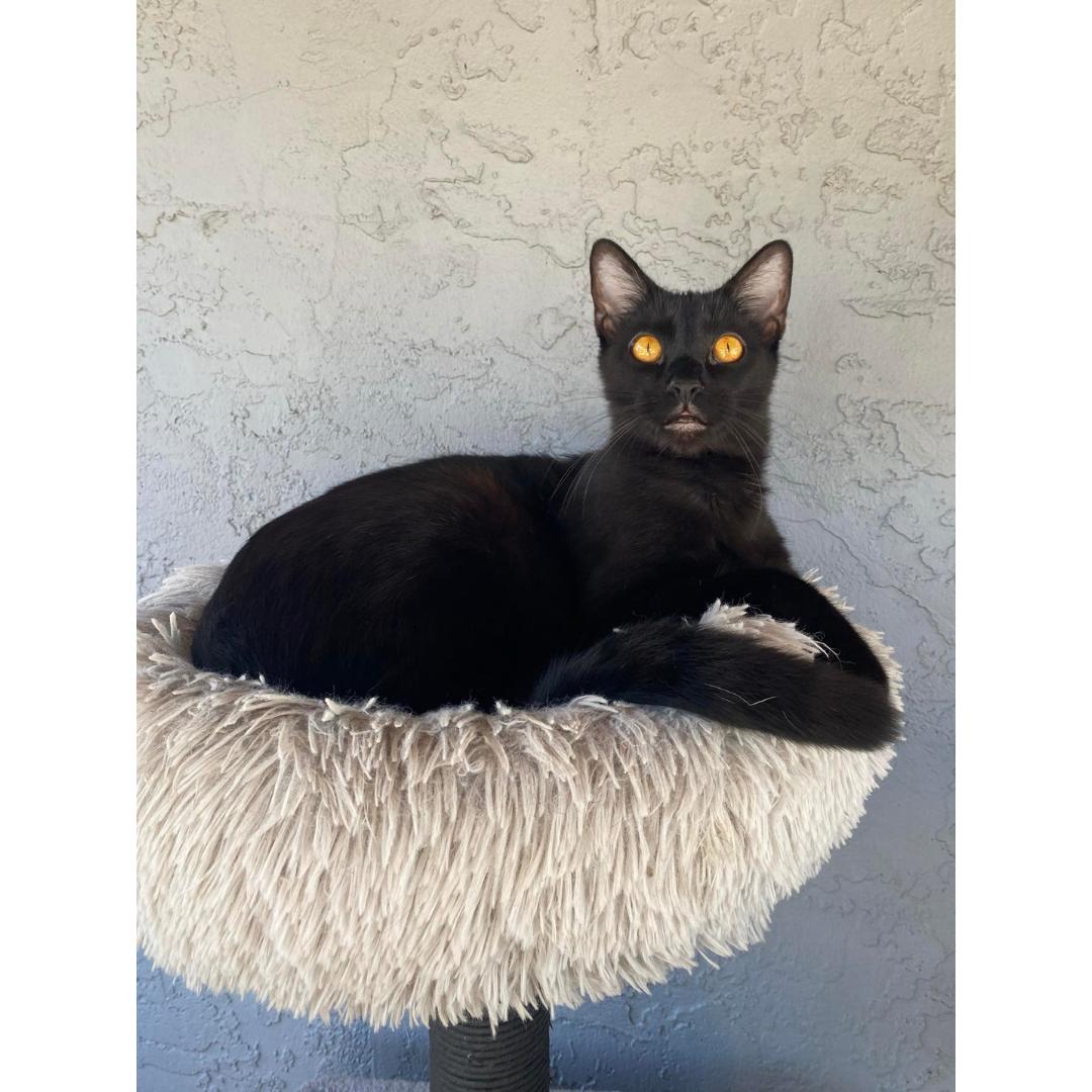 Enlarge Valor, a Adoptable Domestic Short Hair in Morgan Hill, CA image 1/5