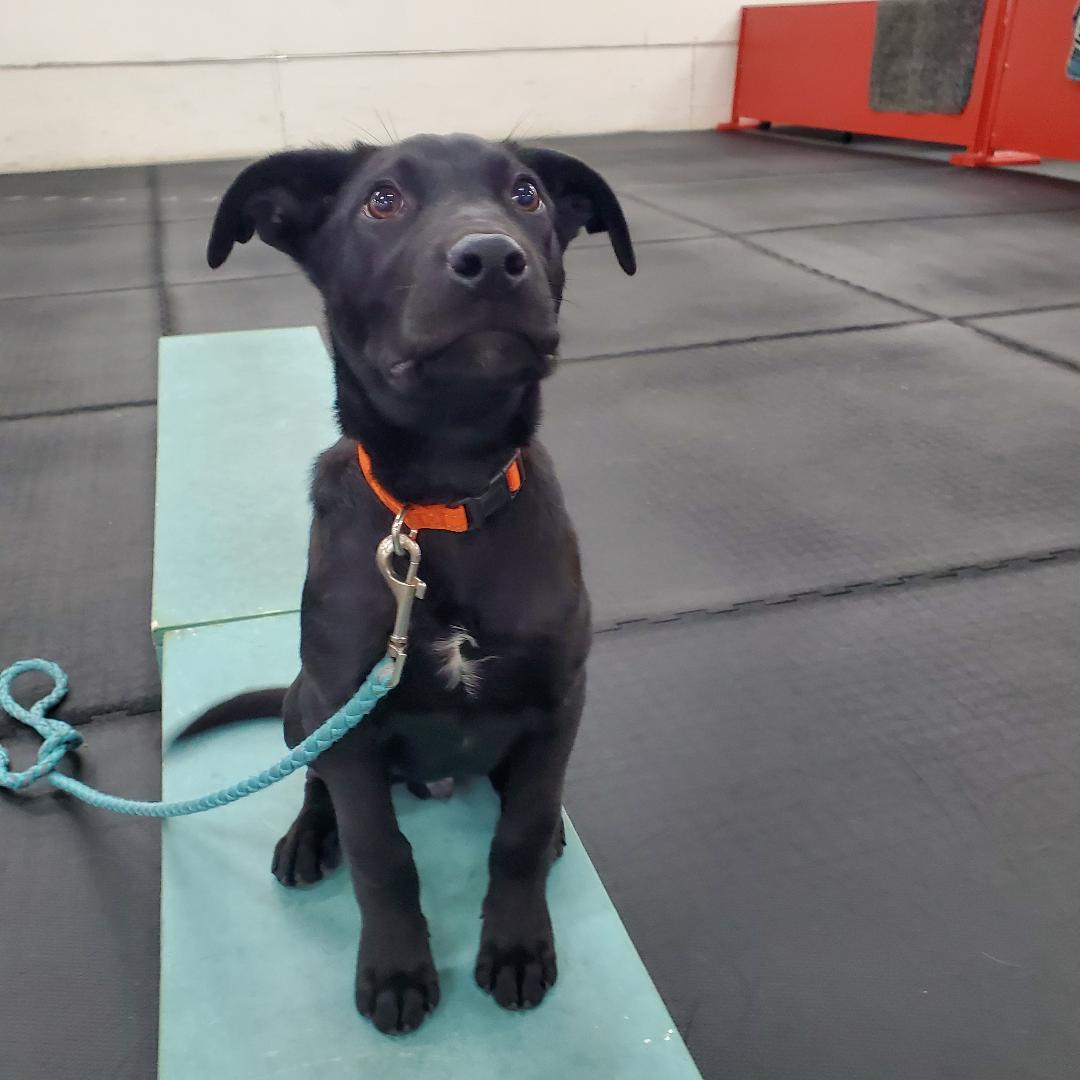 Enlarge Davey, a Adoptable mixed breed in Moorhead, MN image 1/5