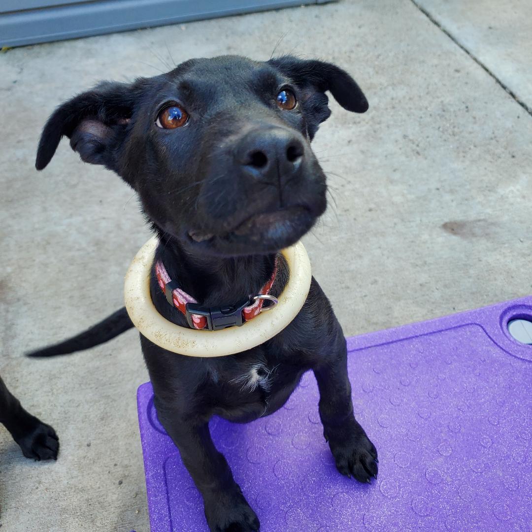 Enlarge Davey, a Adoptable mixed breed in Moorhead, MN image 3/5