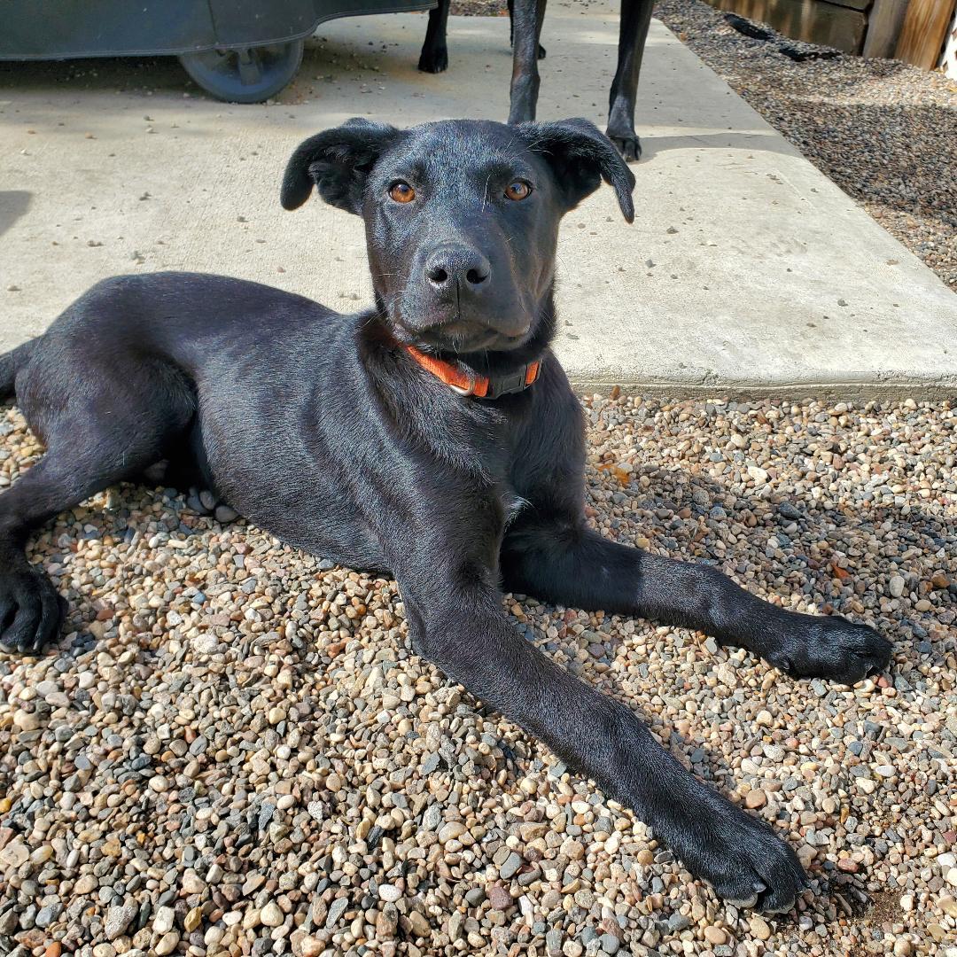 Enlarge Davey, a Adoptable mixed breed in Moorhead, MN image 2/5
