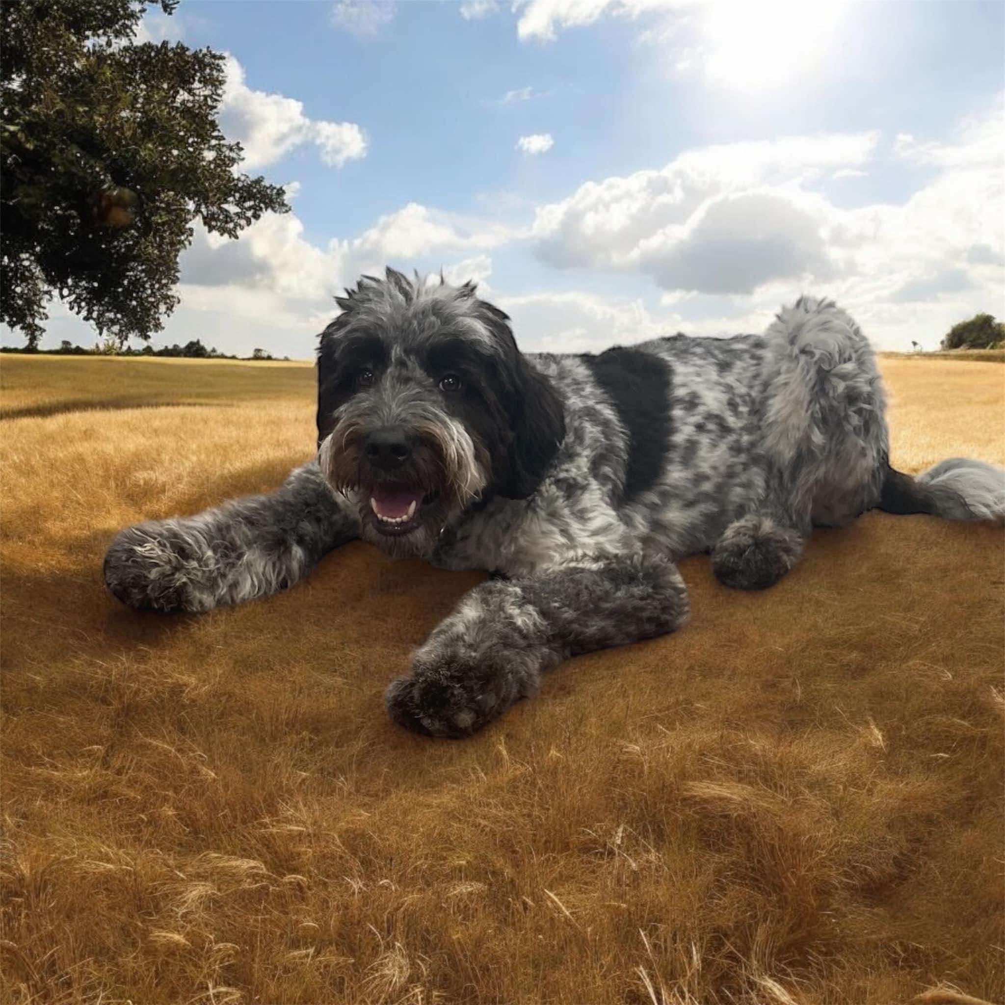 Jack, an adopted Great Pyrenees & Standard Poodle Mix in Brunswick, ME_image-1