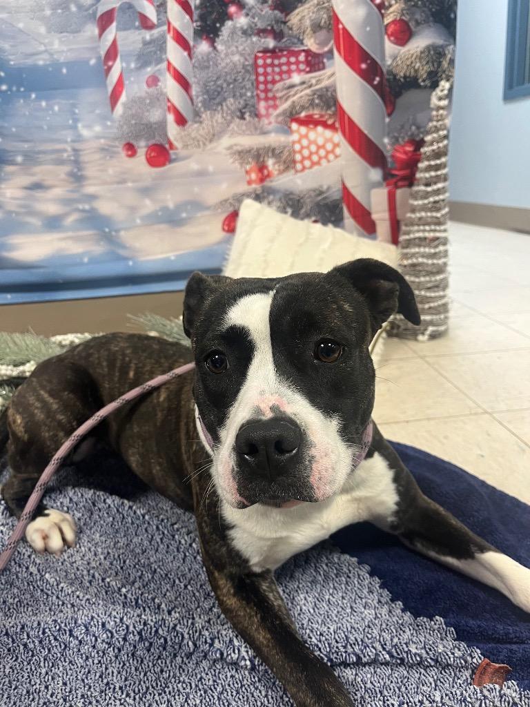 Enlarge Maggie, a Adoptable Mixed Breed in New Manchester, WV image 3/3