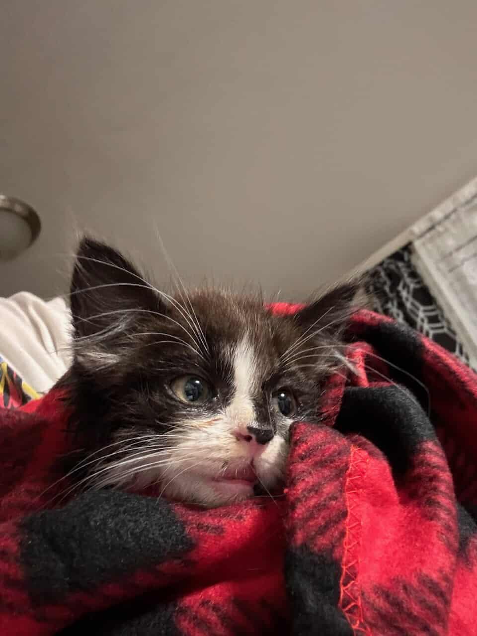 Bruno, Adoptable, Young Male Domestic Medium Hair.