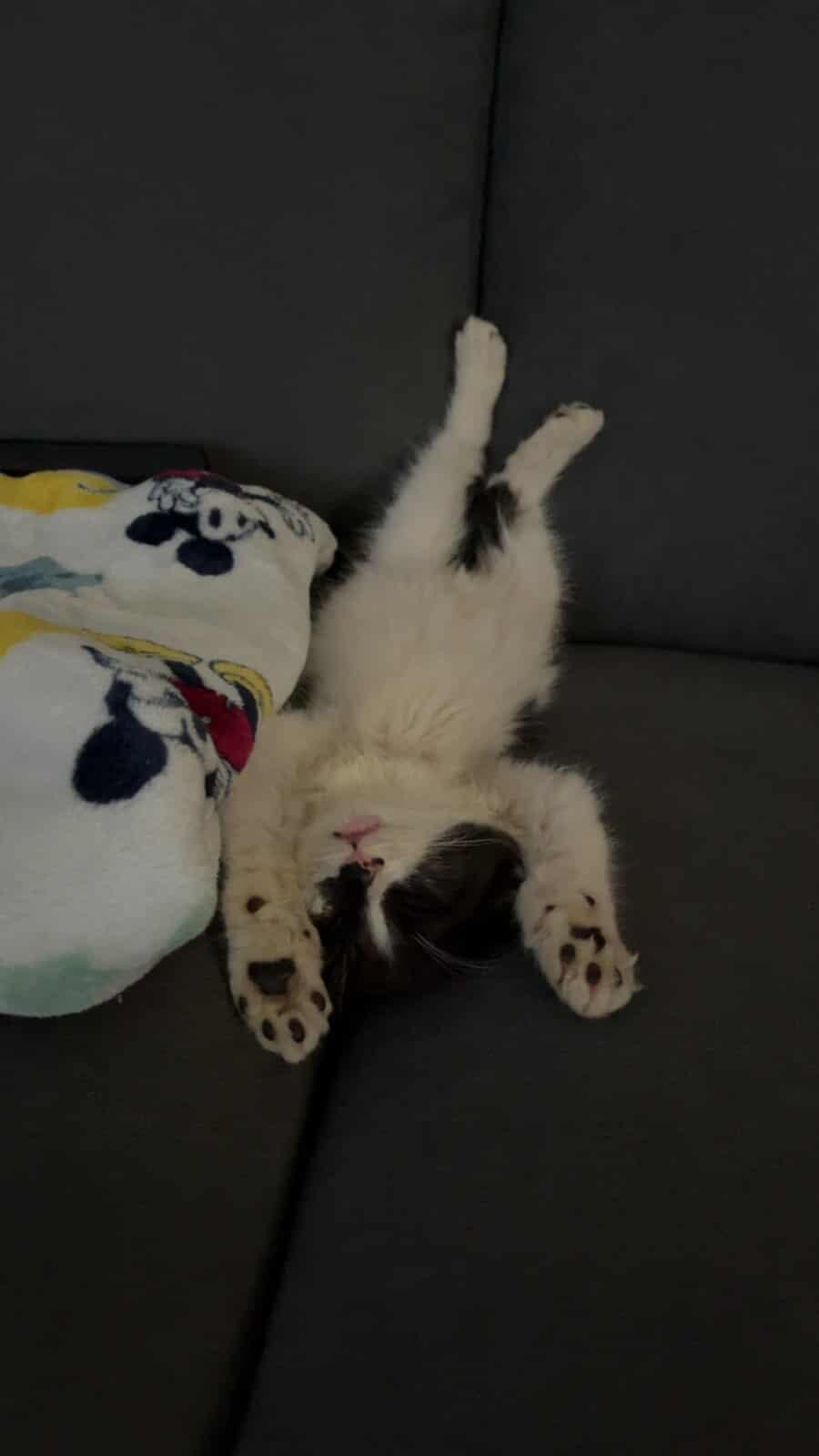 Bruno, a Adoptable Domestic Medium Hair image 2/3