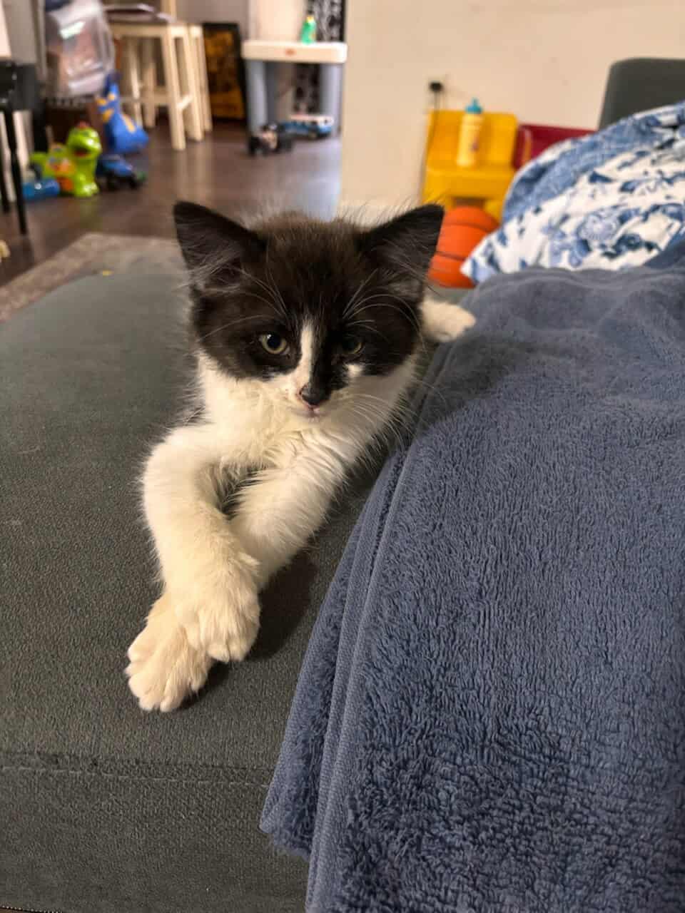 Bruno, a Adoptable Domestic Medium Hair image 3/3