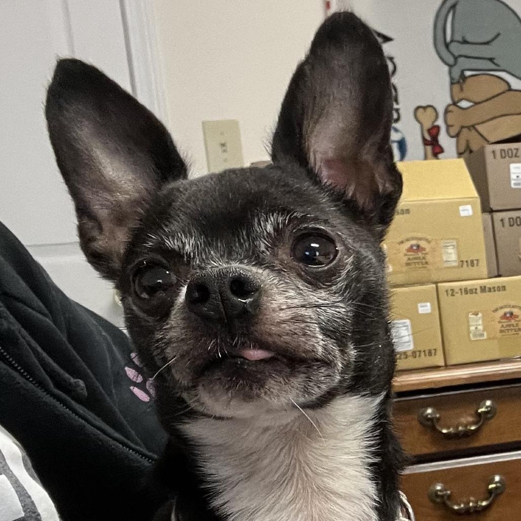 Twizzer, Adoptable, Senior Male Chihuahua.