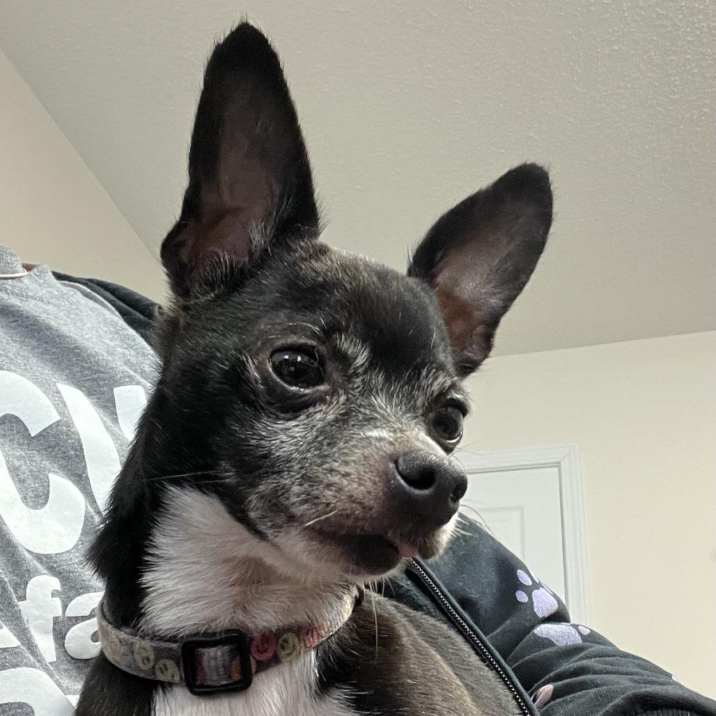 Enlarge Twizzer, a Adoptable Chihuahua in Lenoir, NC image 2/6