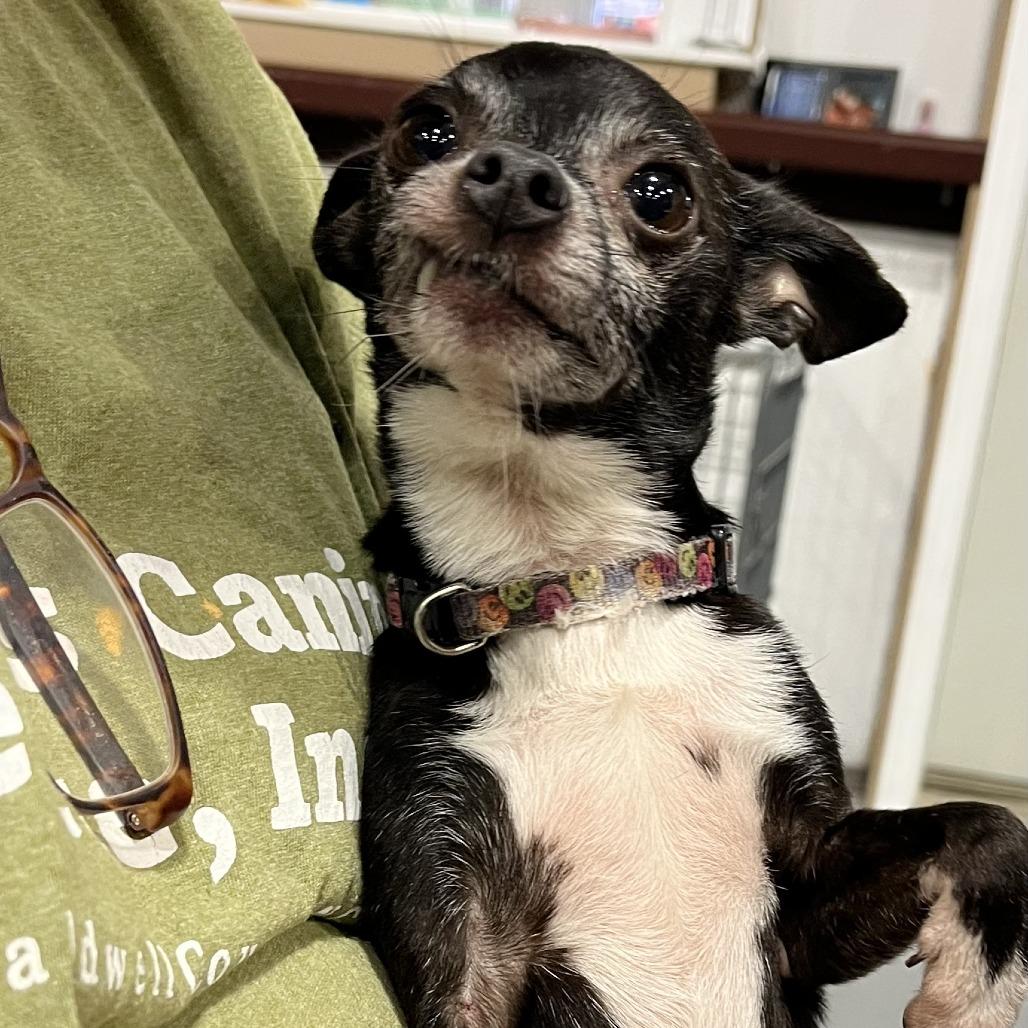 Enlarge Twizzer, a Adoptable Chihuahua in Lenoir, NC image 3/6