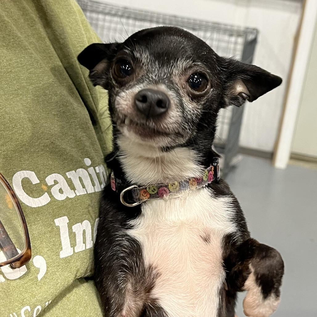 Enlarge Twizzer, a Adoptable Chihuahua in Lenoir, NC image 5/6