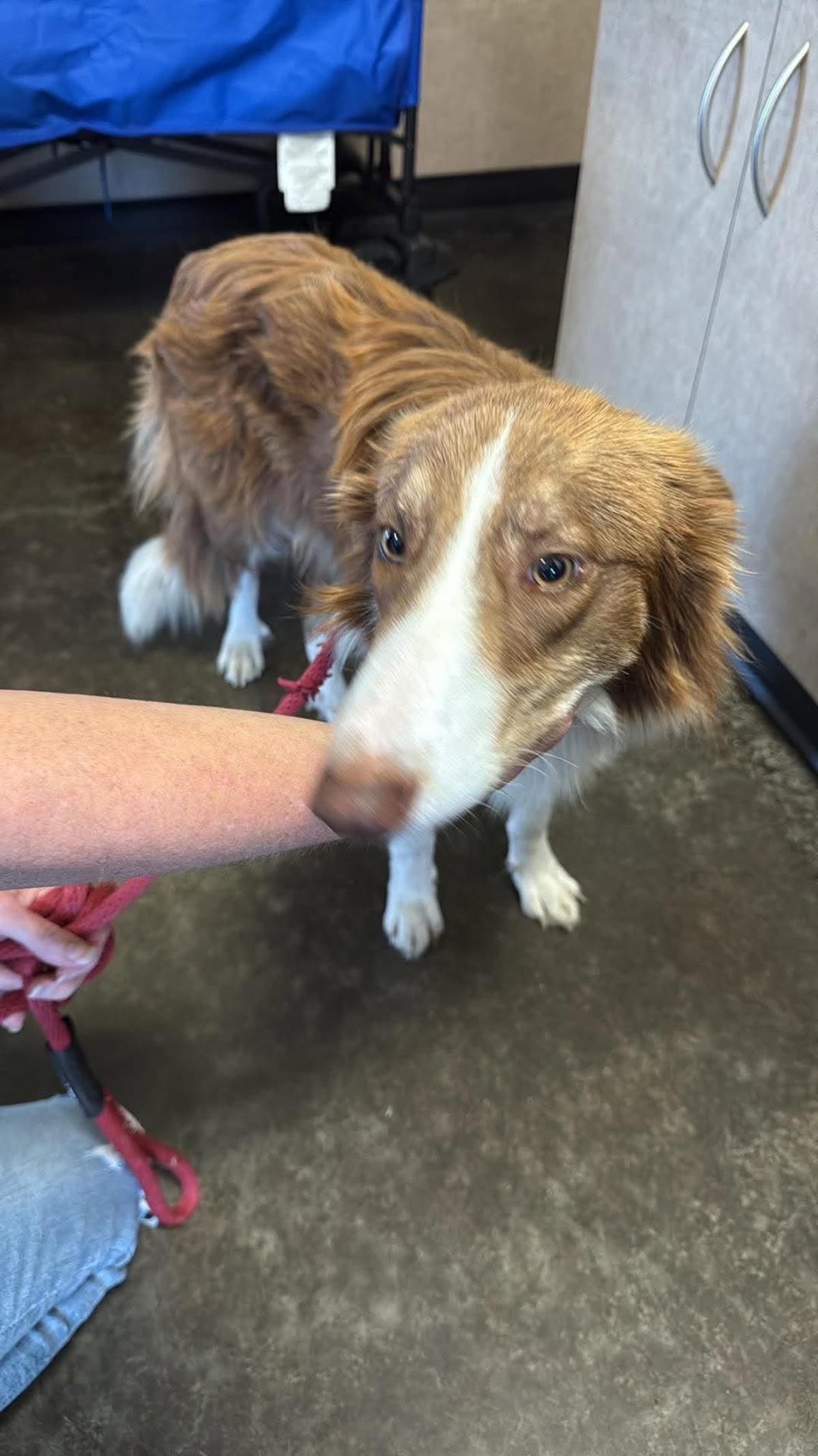 Roger, Adoptable, Adult Male Shetland Sheepdog / Sheltie & Australian Shepherd.