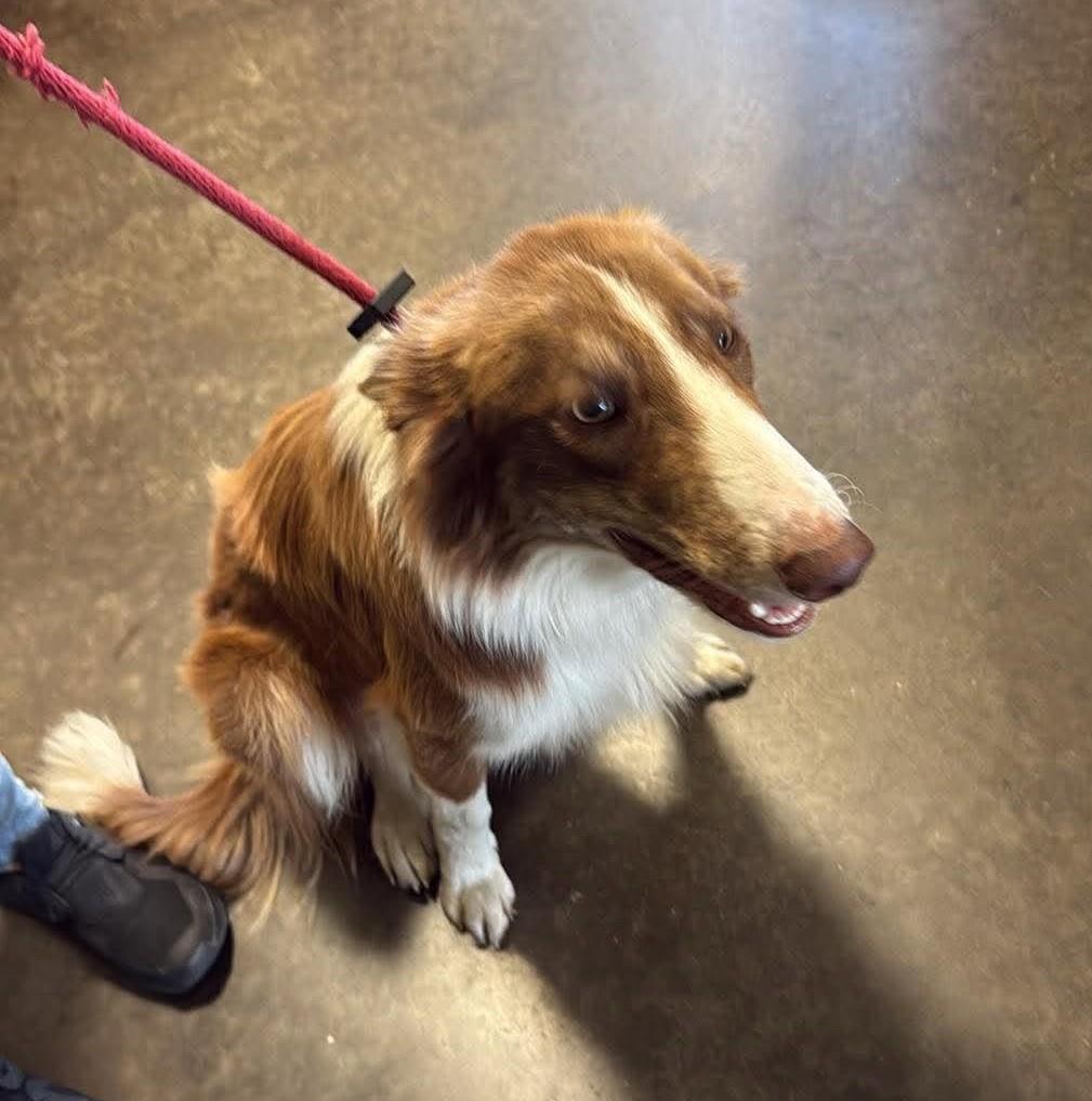 Enlarge Roger, a Adoptable mixed breed in Rockwall, TX image 2/3