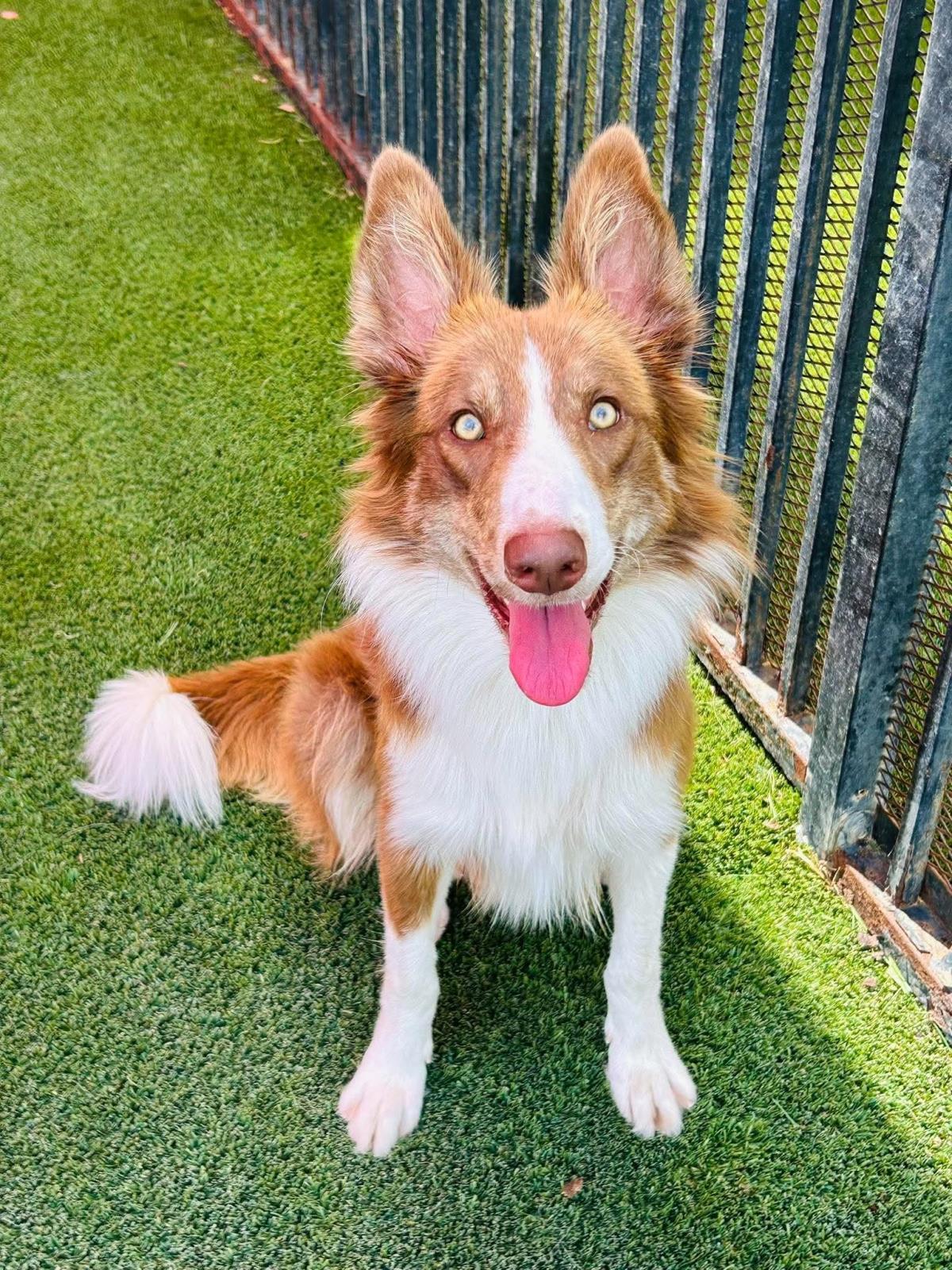 Enlarge Roger, a Adoptable mixed breed in Rockwall, TX image 3/3