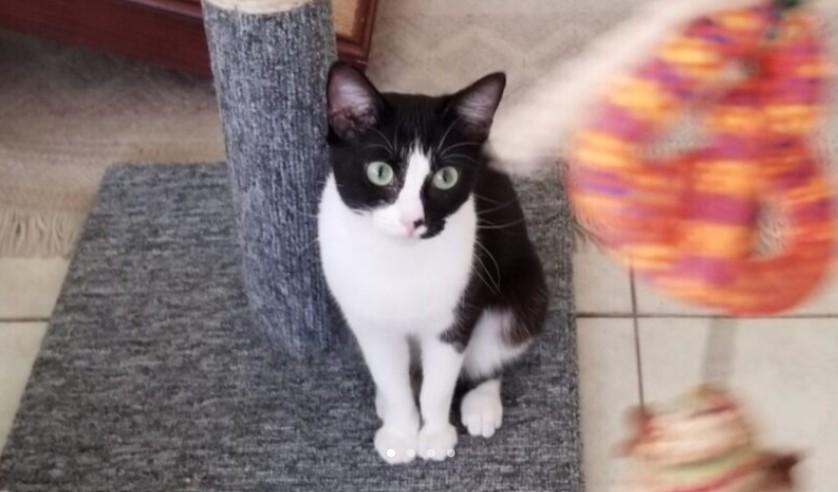 Luna Fry