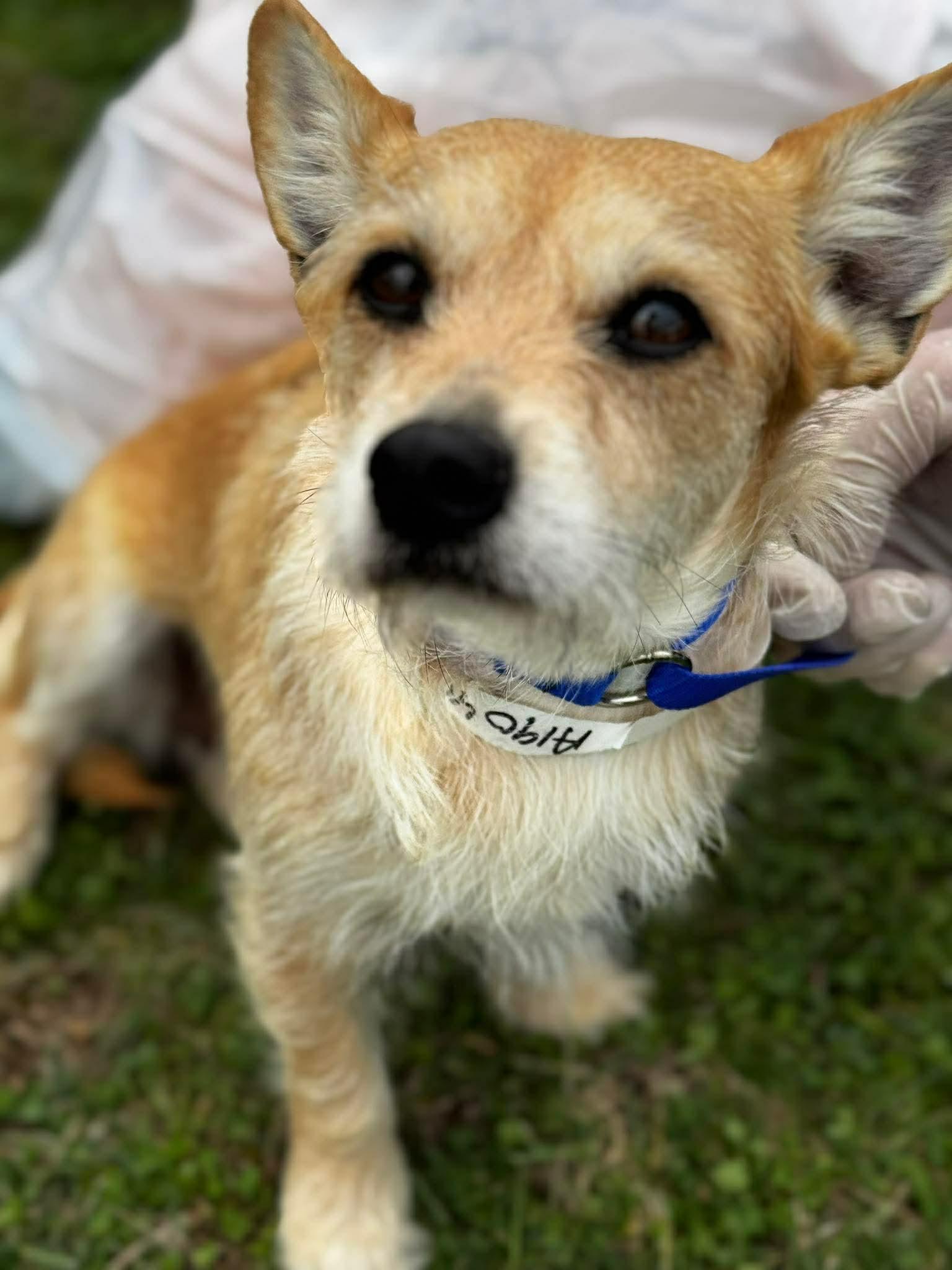 Enlarge Scruffy (AKA: Scruffette) , an adopted mixed breed in Portland, ME image 4/4