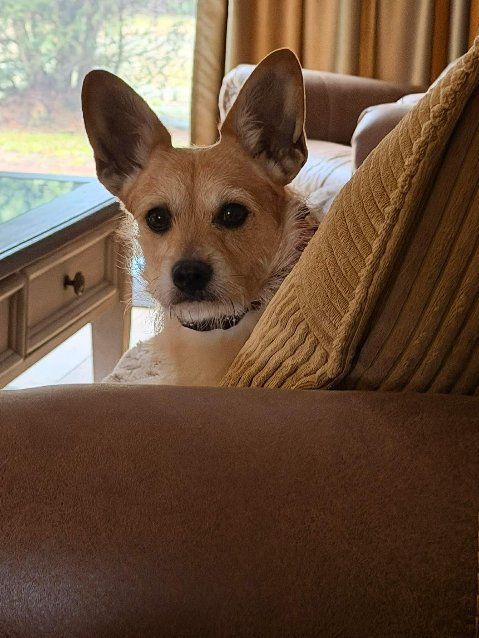 Enlarge Scruffy (AKA: Scruffette) , an adopted mixed breed in Portland, ME image 3/4
