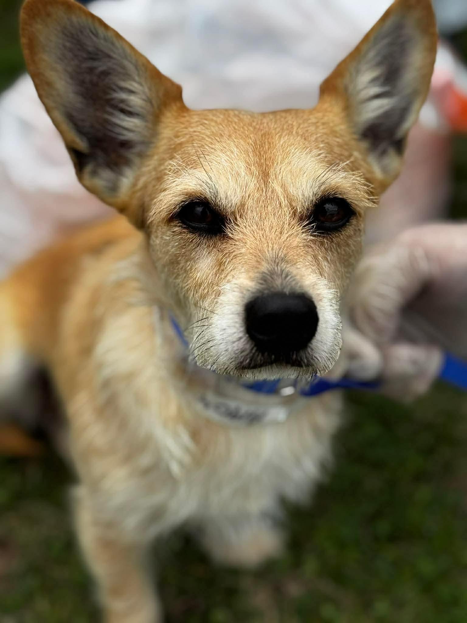 Enlarge Scruffy (AKA: Scruffette) , an adopted mixed breed in Portland, ME image 2/4