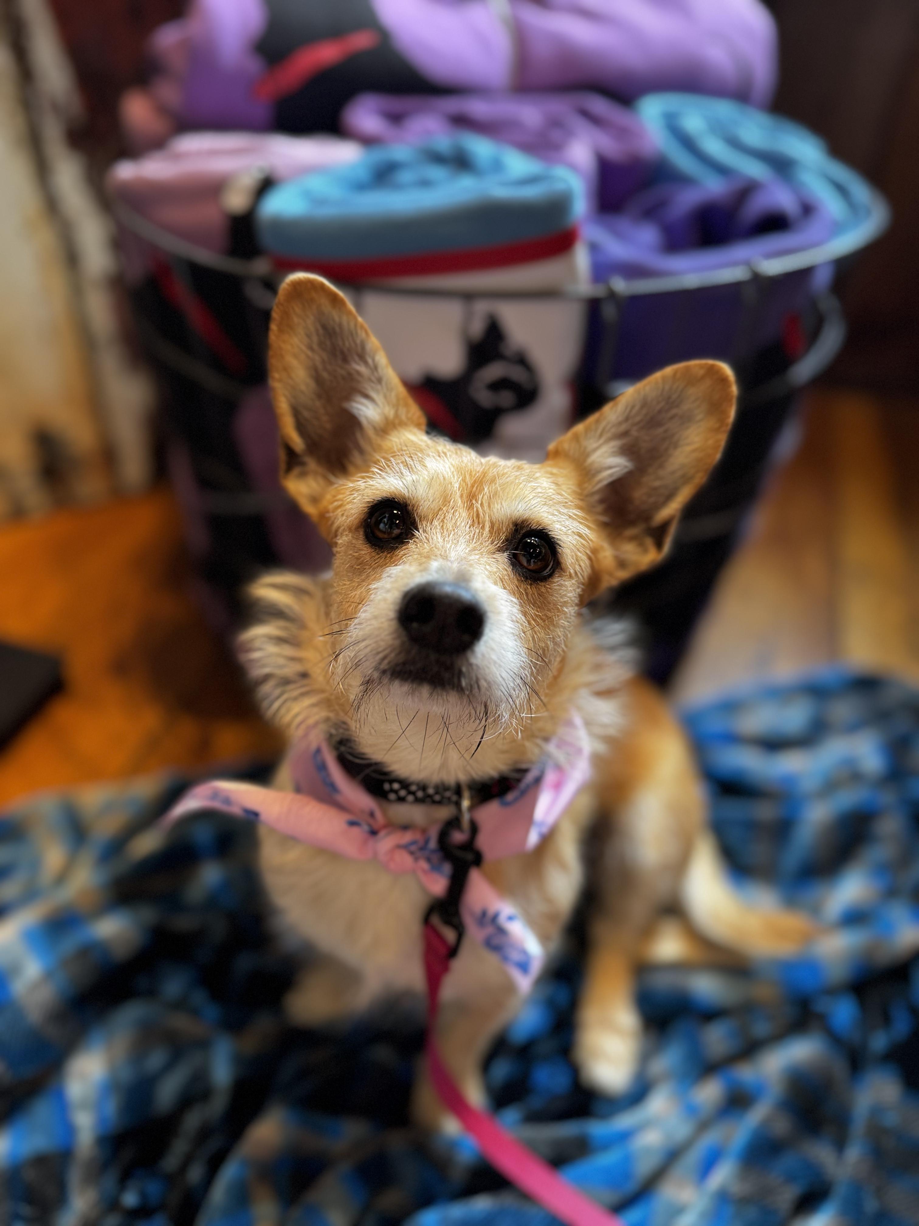 Enlarge Scruffy (AKA: Scruffette) , an adopted mixed breed in Portland, ME image 1/4
