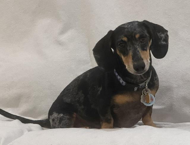 Enlarge Fiddy, a Adoptable Dachshund in Colleyville, TX image 1/1