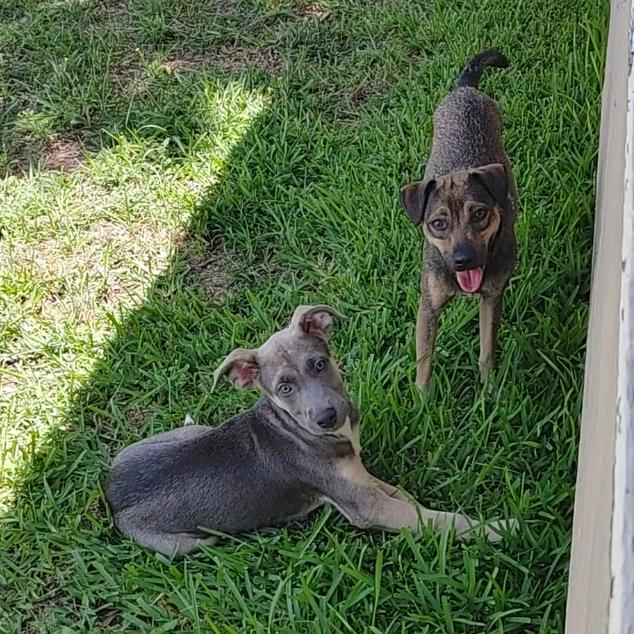 Meet Duncan  Your Snuggly Sidekick in the Making Duncan is a 4-month-old Catahoula mix with a hear