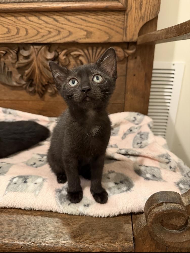 Ansley, Adoptable, Kitten Female Domestic Short Hair.
