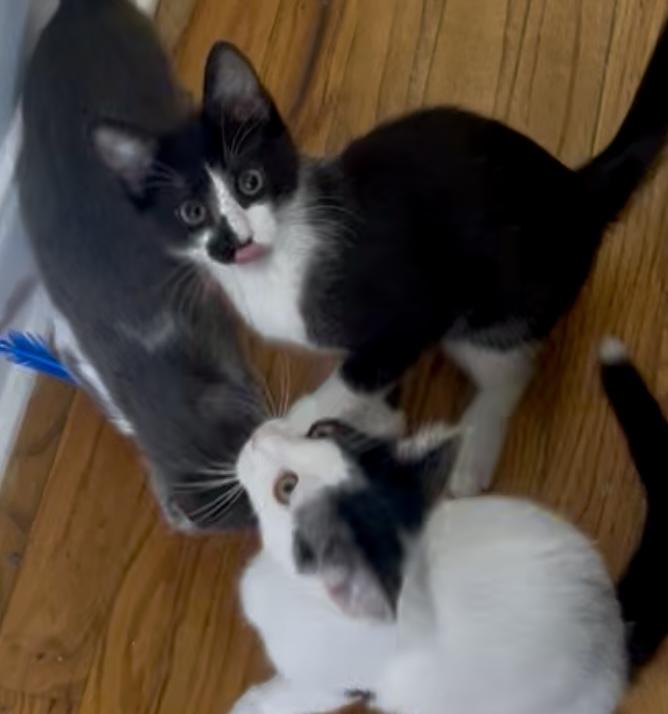 Ulysses (perfect playmate), Baby Male unknown