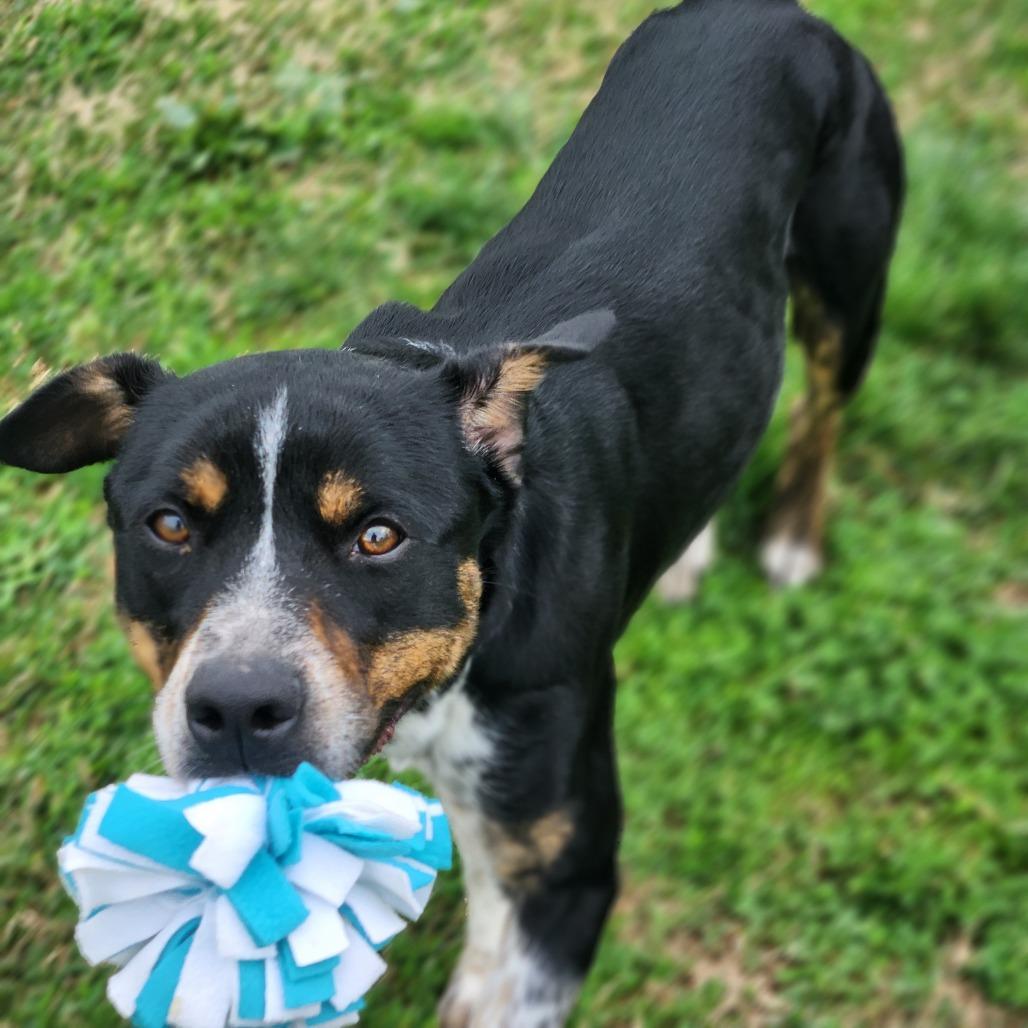 Enlarge Elias, a Adoptable Mixed Breed in Danville, KY image 1/4