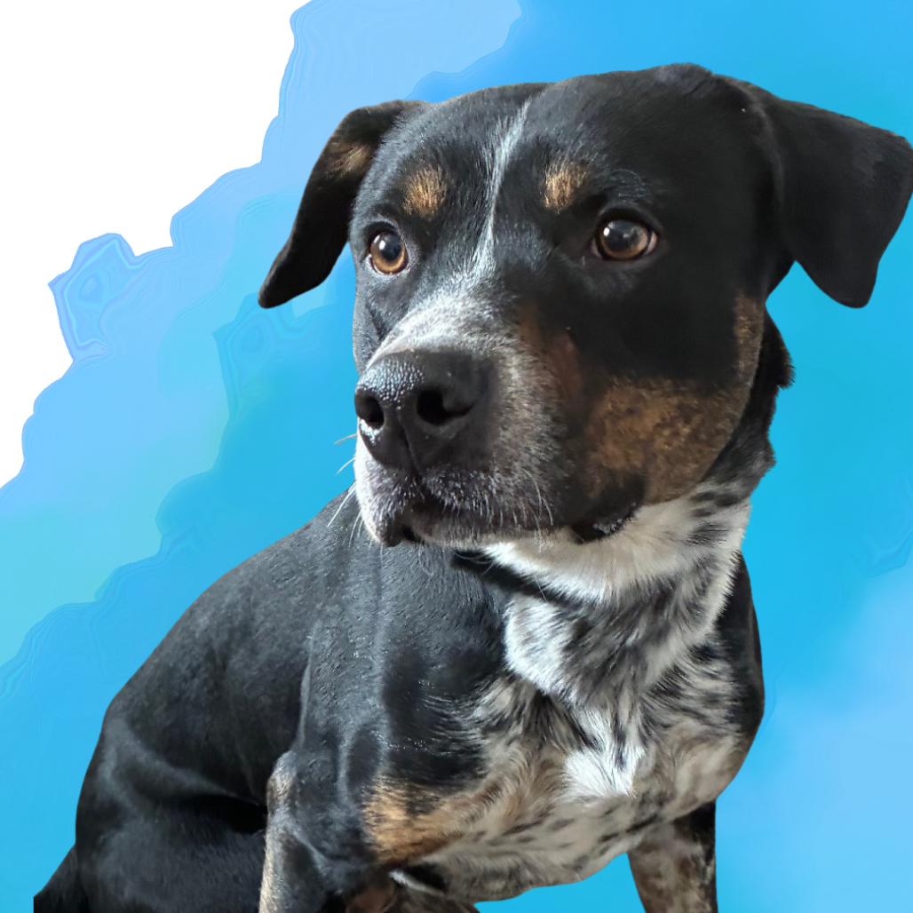 Enlarge Elias, a Adoptable Mixed Breed in Danville, KY image 2/4