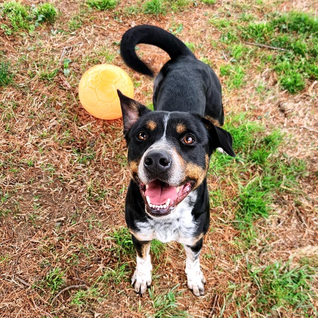 Enlarge Elias, a Adoptable Mixed Breed in Danville, KY image 3/4
