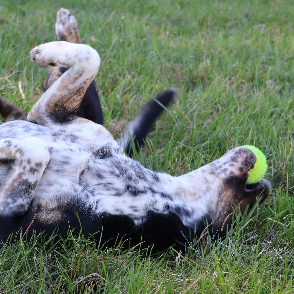 Enlarge Elias, a Adoptable Mixed Breed in Danville, KY image 4/4