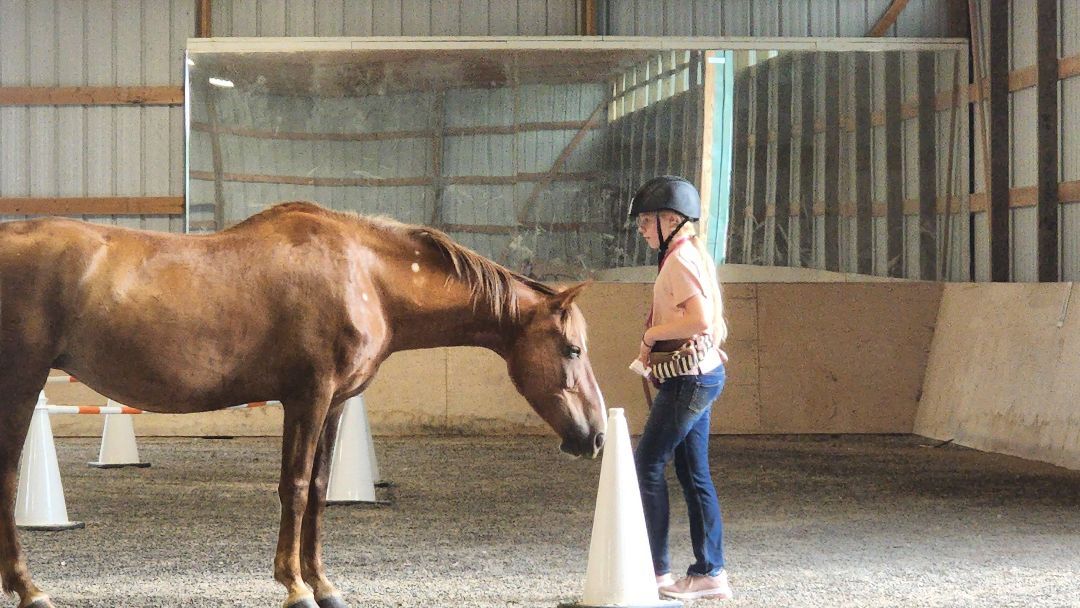 Enlarge Frida Kahlo, a Adoptable Mustang in Willard, MO image 4/6