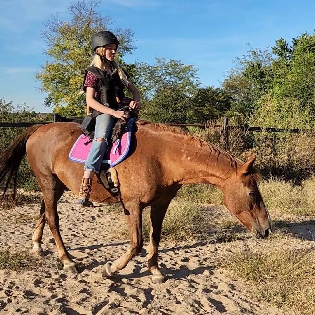 Enlarge Frida Kahlo, a Adoptable Mustang in Willard, MO image 1/6