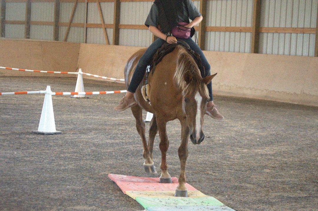 Enlarge Frida Kahlo, a Adoptable Mustang in Willard, MO image 5/6