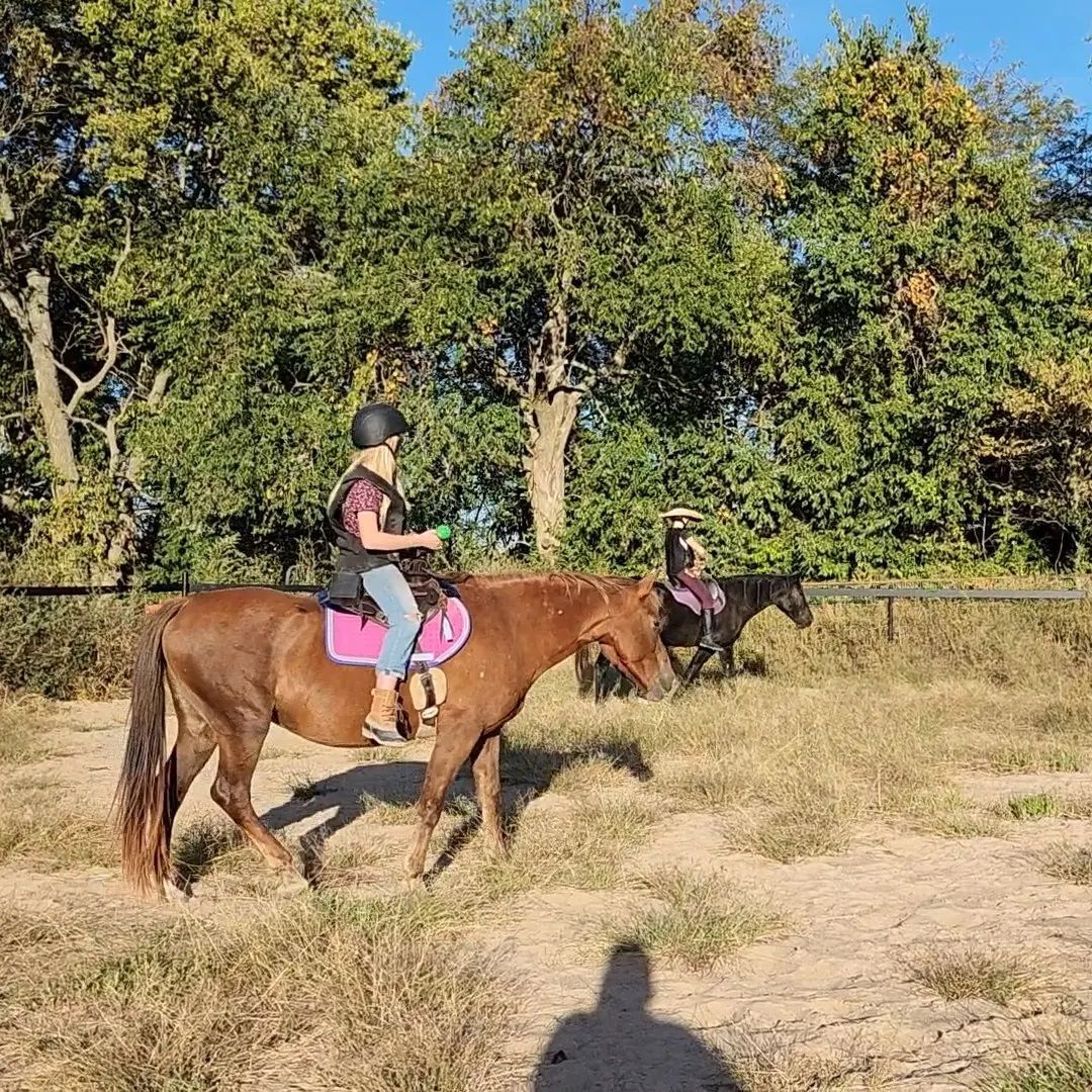 Enlarge Frida Kahlo, a Adoptable Mustang in Willard, MO image 2/6