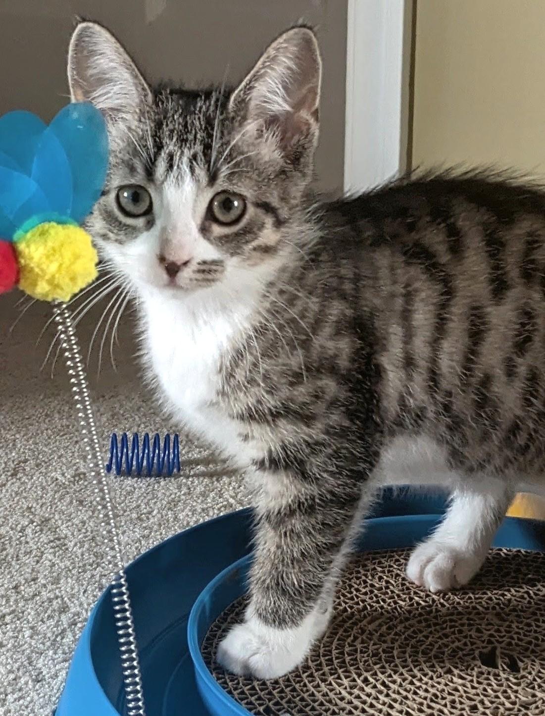 Enlarge Hermione, a Adoptable Tabby in Stoney Creek, ON image 4/4