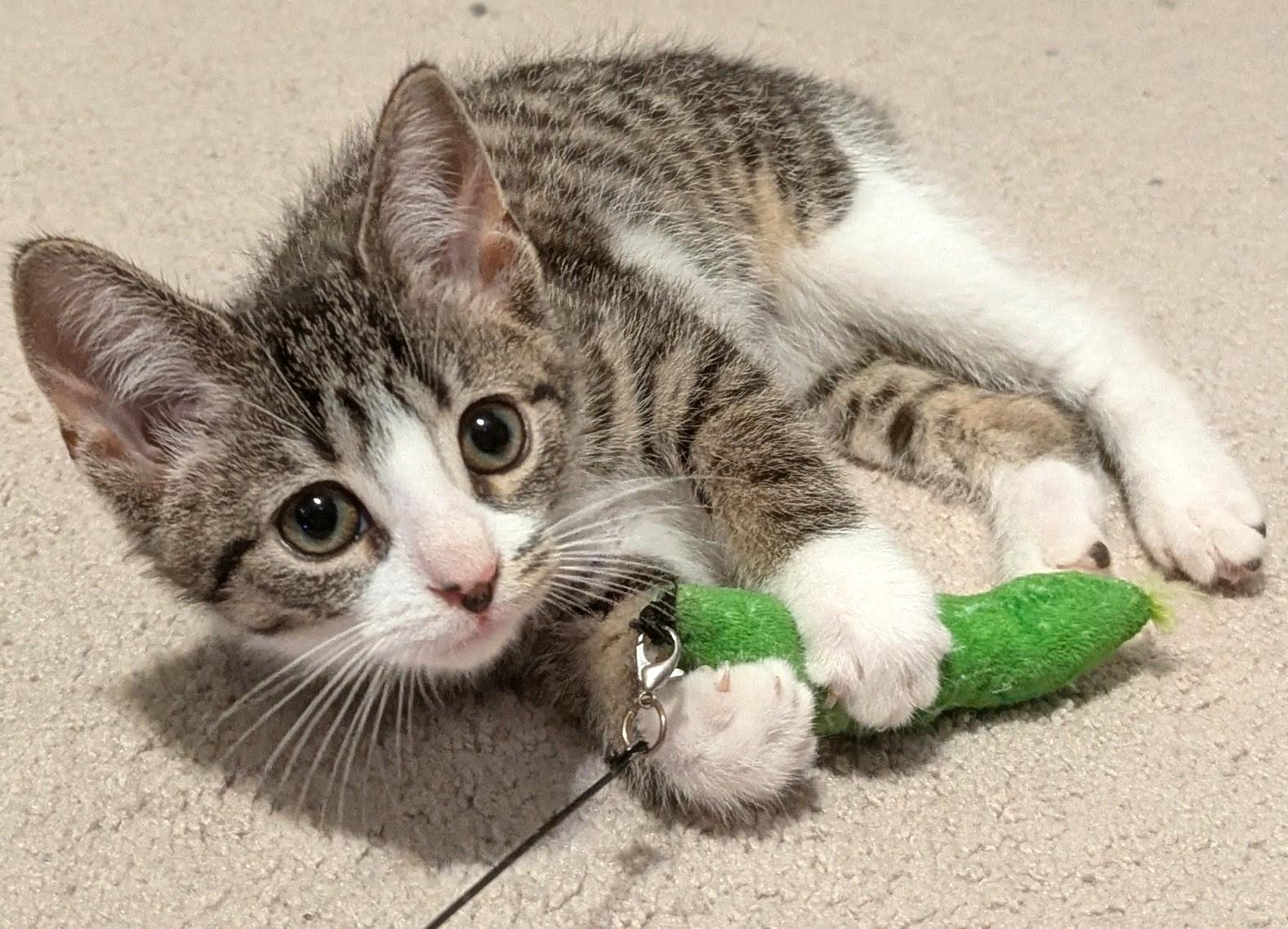 Enlarge Hermione, a Adoptable Tabby in Stoney Creek, ON image 2/4