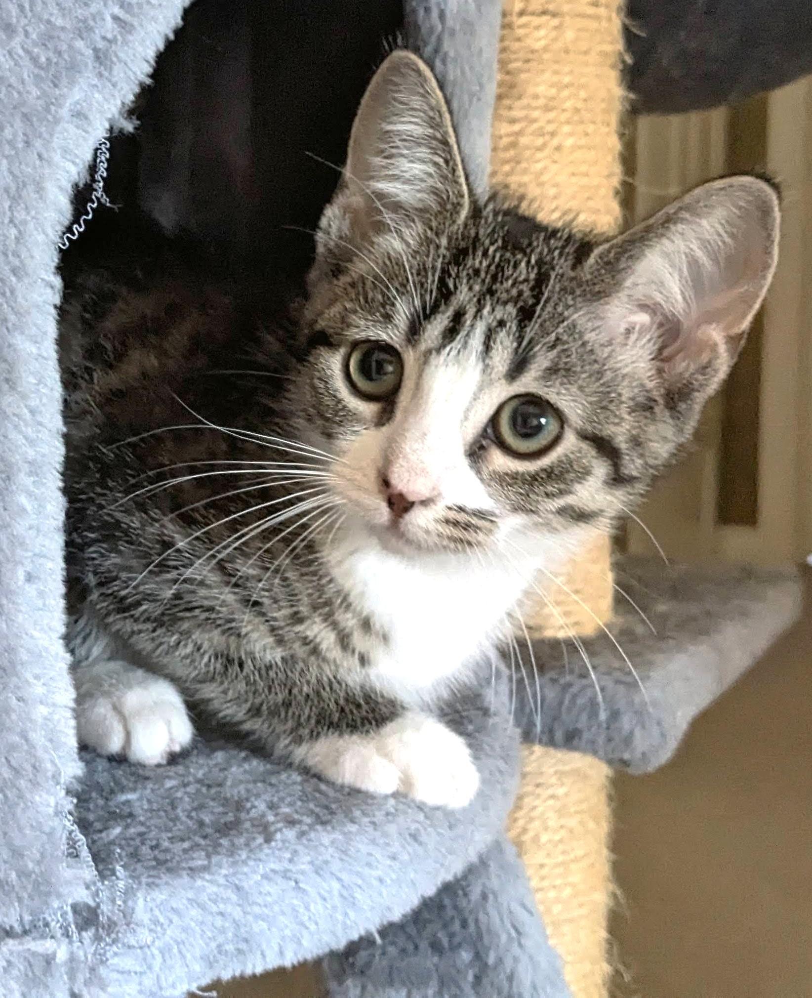 Enlarge Hermione, a Adoptable Tabby in Stoney Creek, ON image 3/4