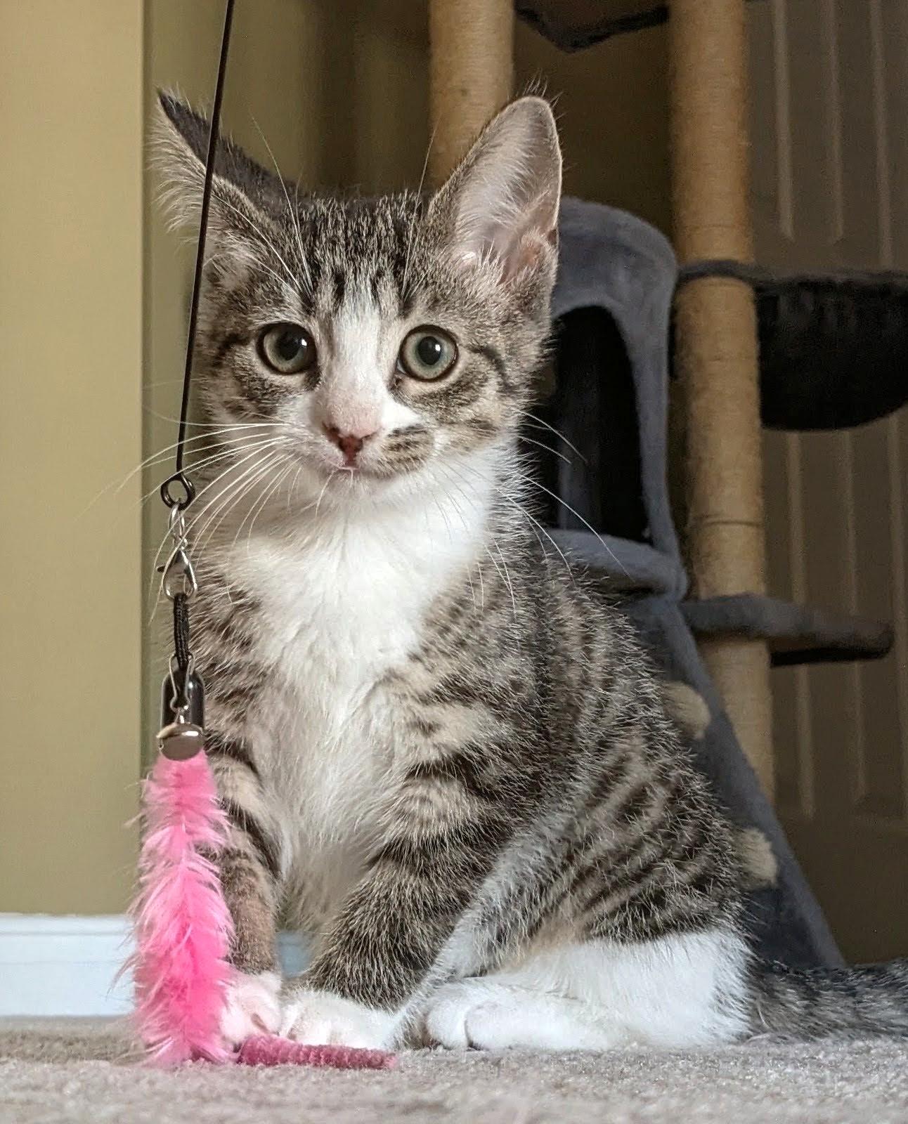 Hermione, Adoptable, Kitten Female Tabby.