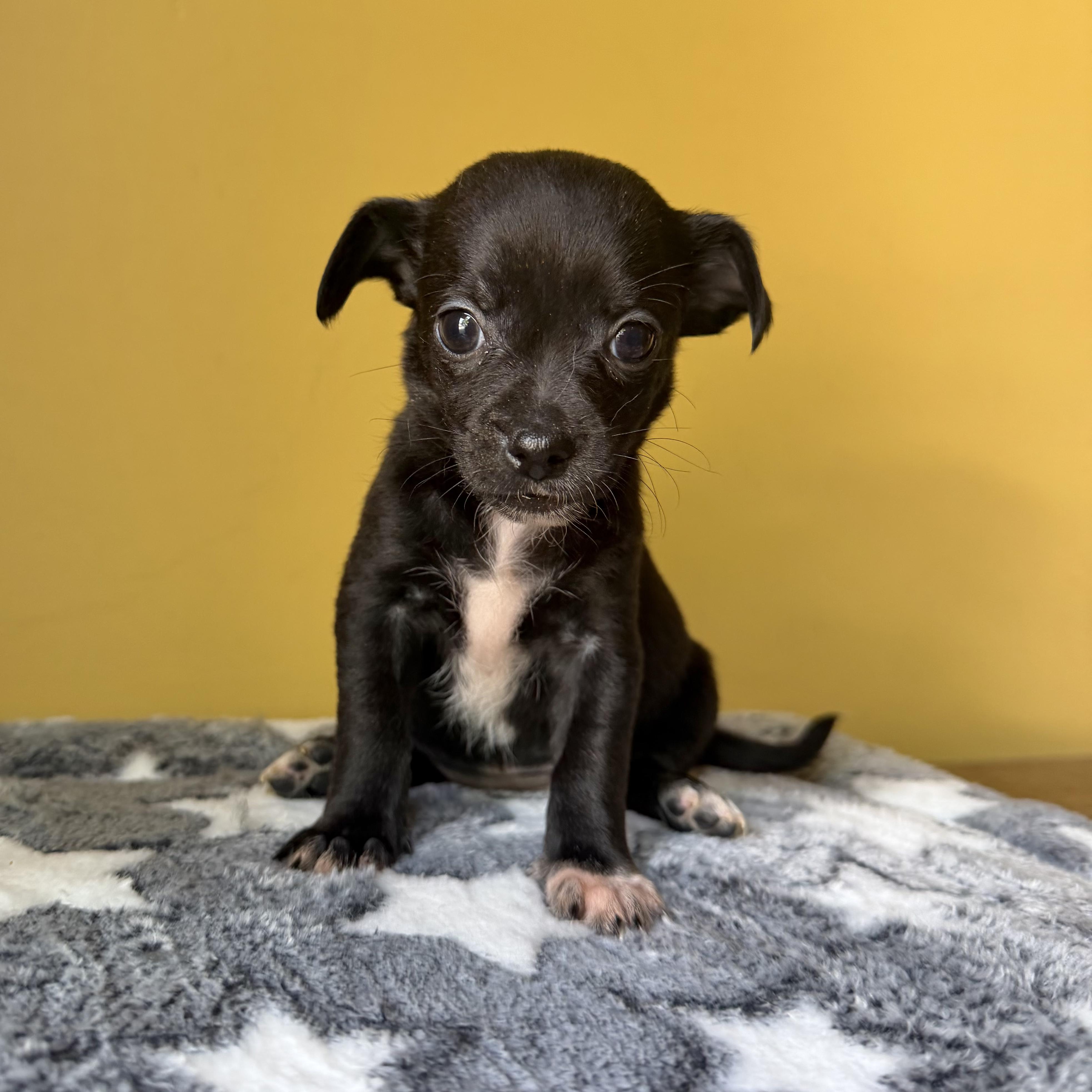 Enlarge Sprinkles, a ADOPTABLE mixed breed in Boulder, CO image 4/6