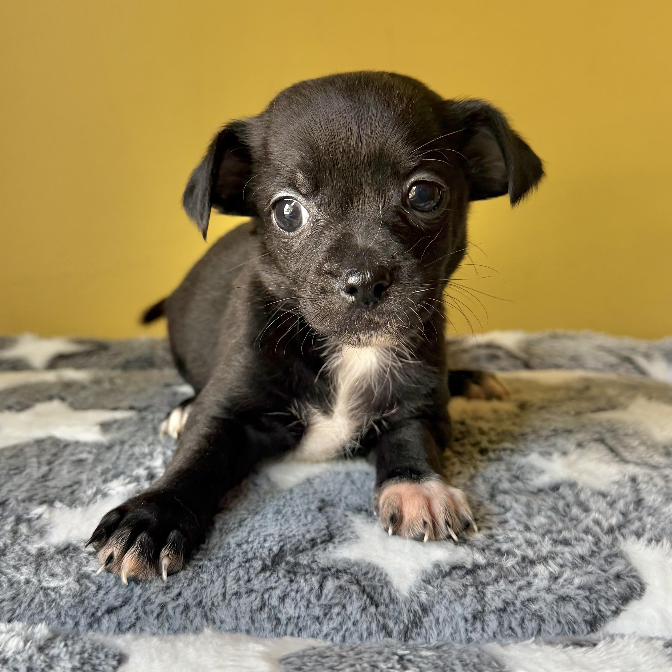Sprinkles, ADOPTABLE, Puppy Female Chihuahua & Italian Greyhound.