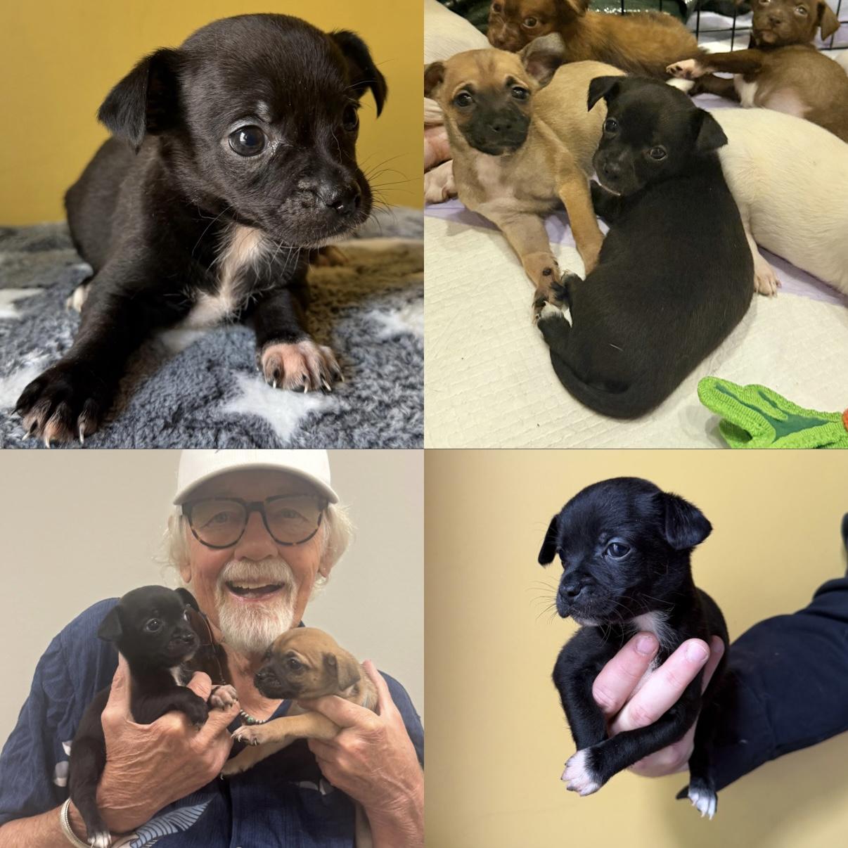 Enlarge Sprinkles, a ADOPTABLE mixed breed in Boulder, CO image 6/6