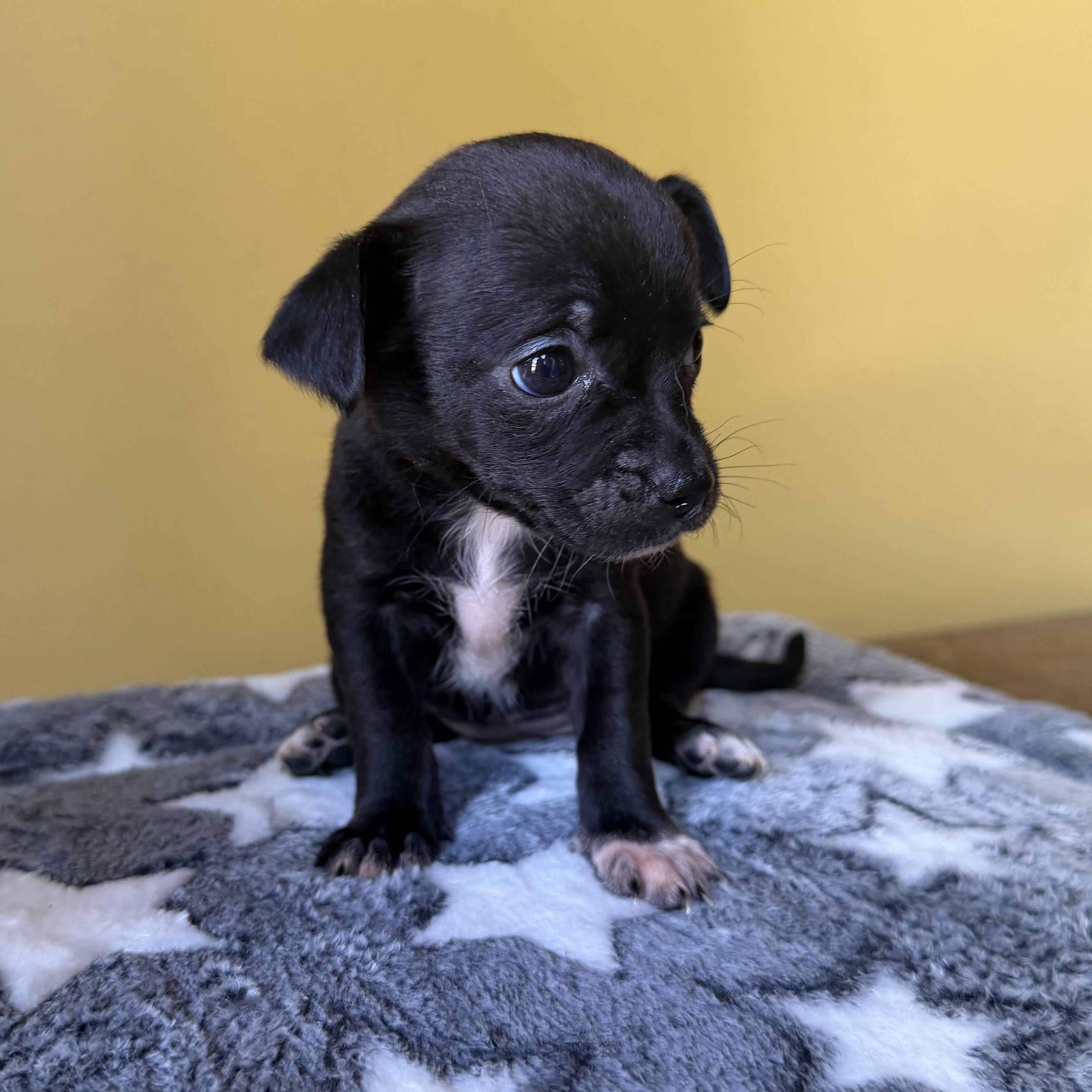 Enlarge Sprinkles, a ADOPTABLE mixed breed in Boulder, CO image 3/6