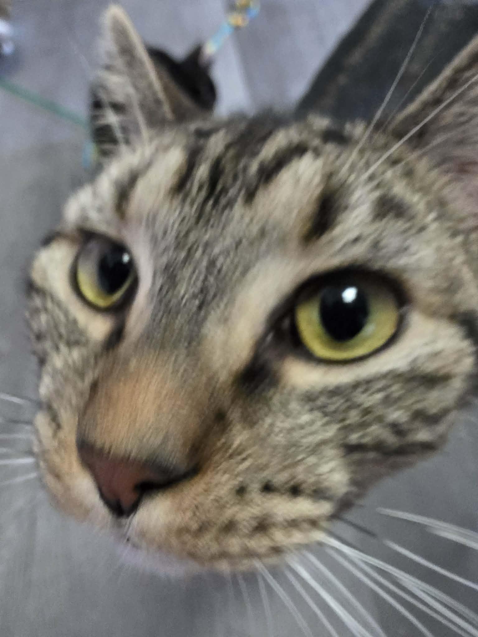 Enlarge Kemper, an adopted Domestic Short Hair in Fulton, NY image 4/4