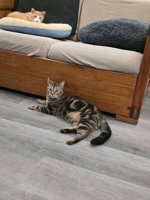 Enlarge Kemper, an adopted Domestic Short Hair in Fulton, NY image 2/4