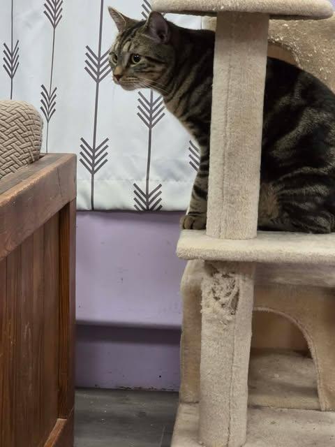 Enlarge Kemper, an adopted Domestic Short Hair in Fulton, NY image 3/4