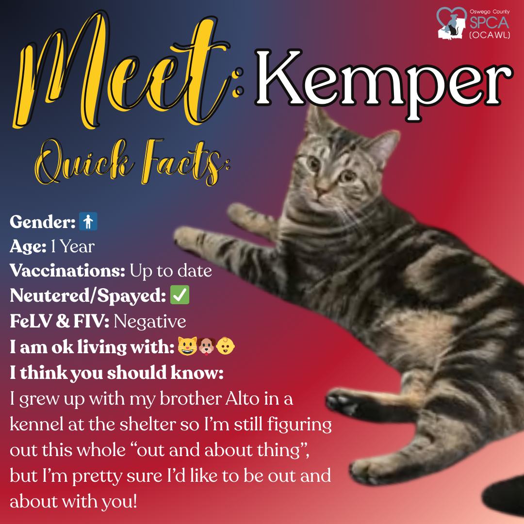 Kemper, ADOPTABLE, Adult Male Domestic Short Hair.