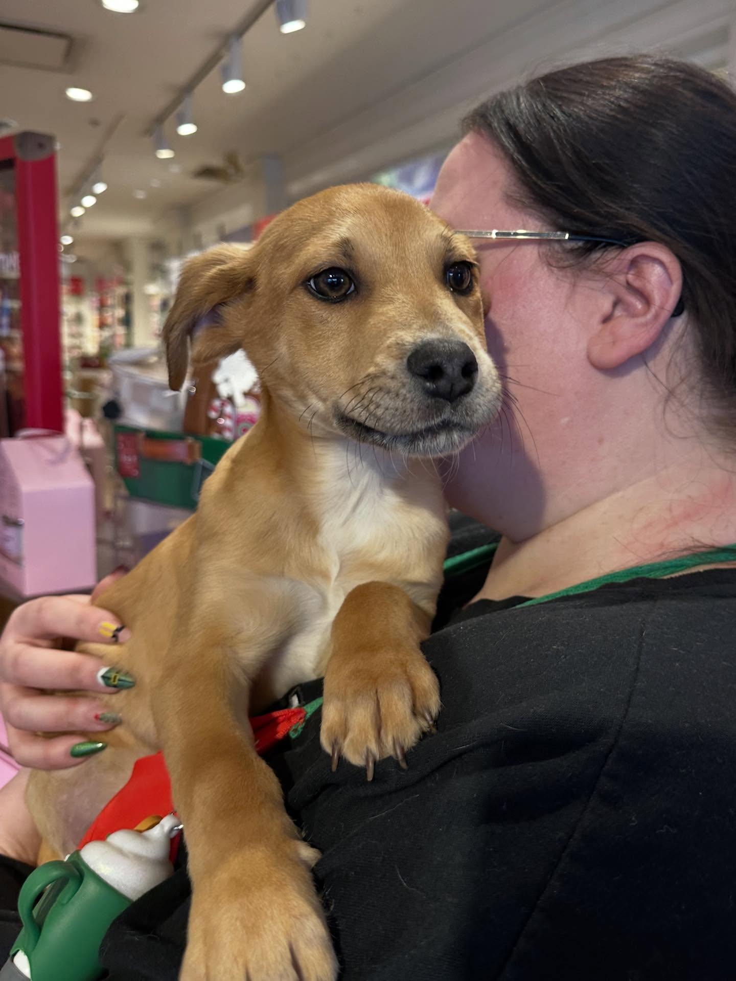 Tinsel , adopted, Puppy Male Labrador Retriever & Mixed Breed.