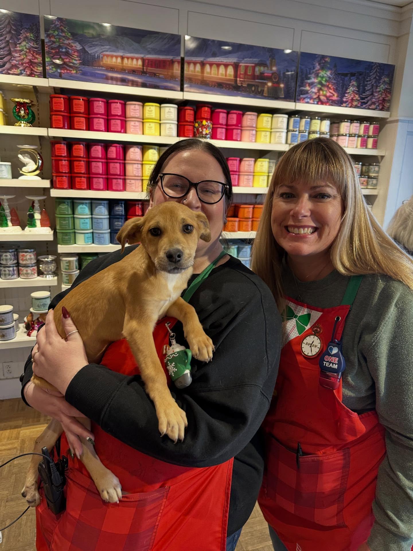 Enlarge Tinsel , an adopted mixed breed in St Marys, OH image 3/4