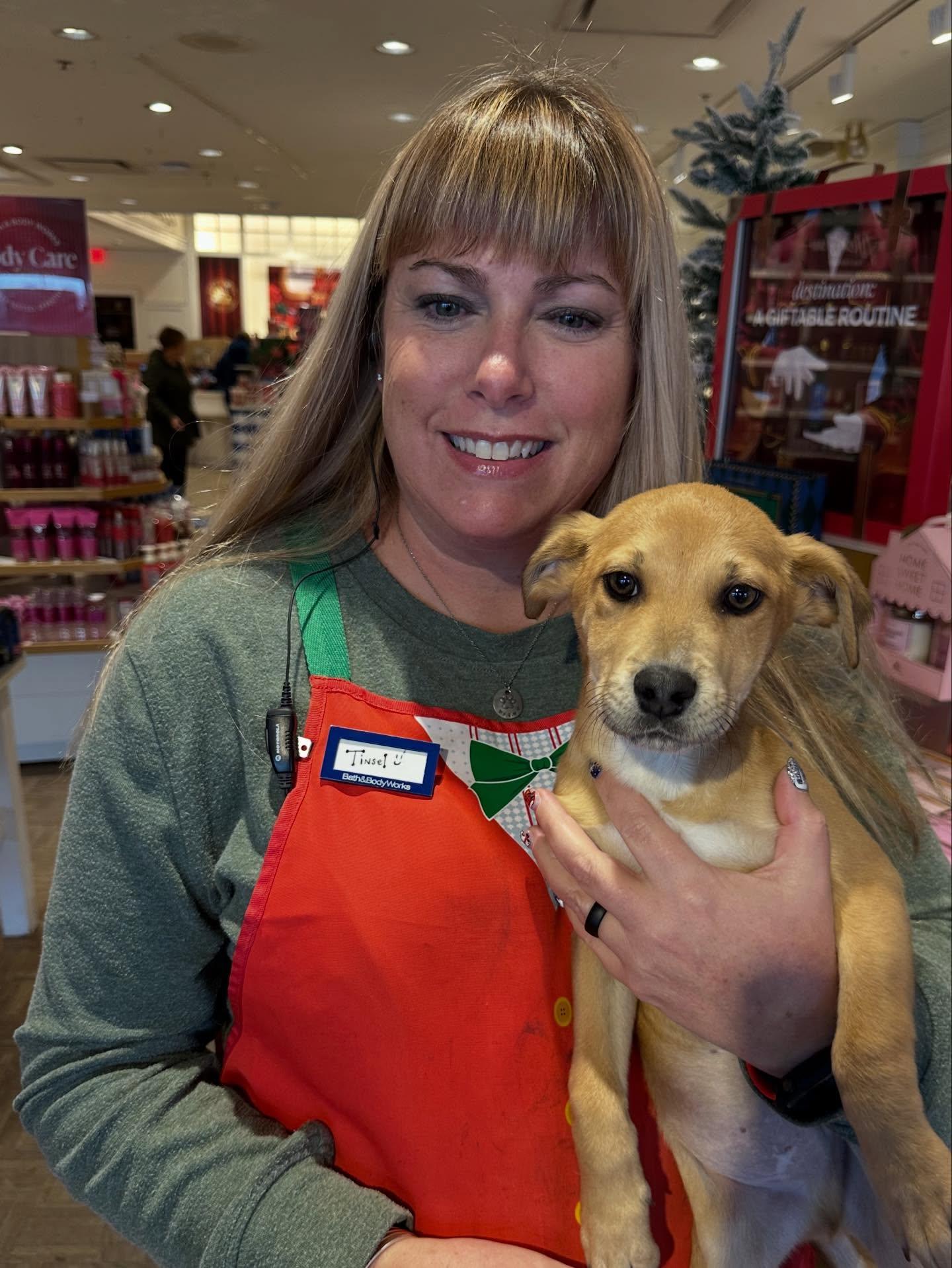 Enlarge Tinsel , an adopted mixed breed in St Marys, OH image 2/4