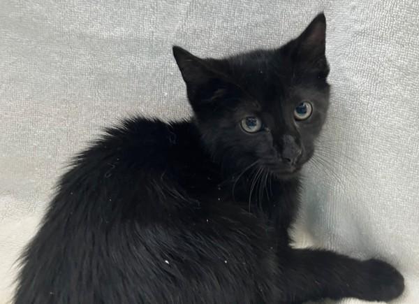 Flounder, Adoptable, Kitten Male Domestic Short Hair.